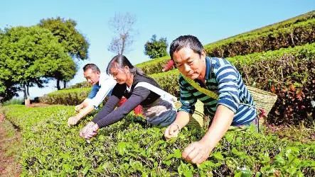 云南春茶開采！